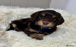 Cockapoo dogs for sale: Chocolate & Tan Cockapoo Puppies - Advert 2