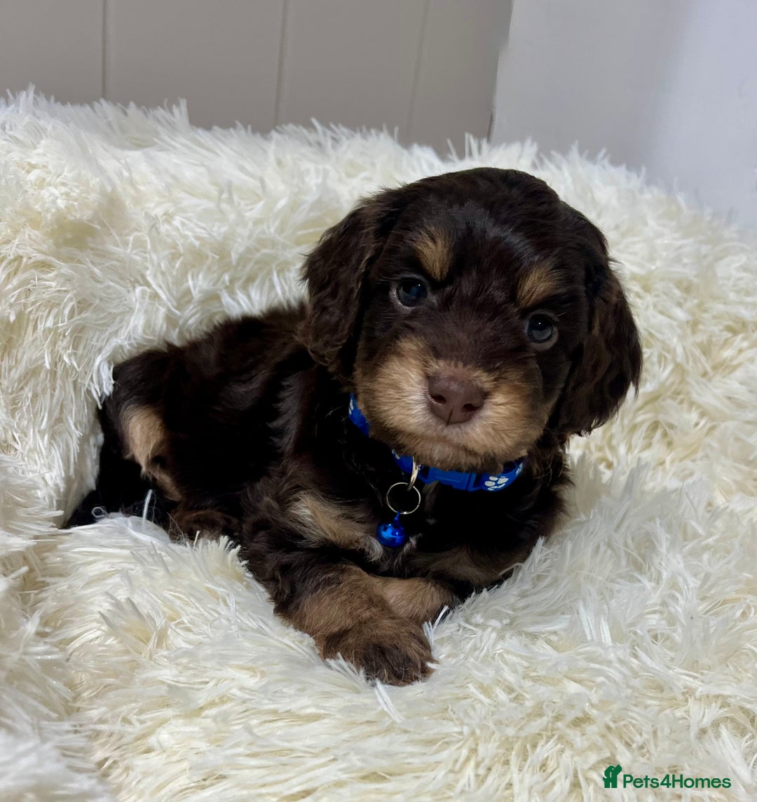 Cockapoo dogs for sale: Chocolate & Tan Cockapoo Puppies - Advert 2