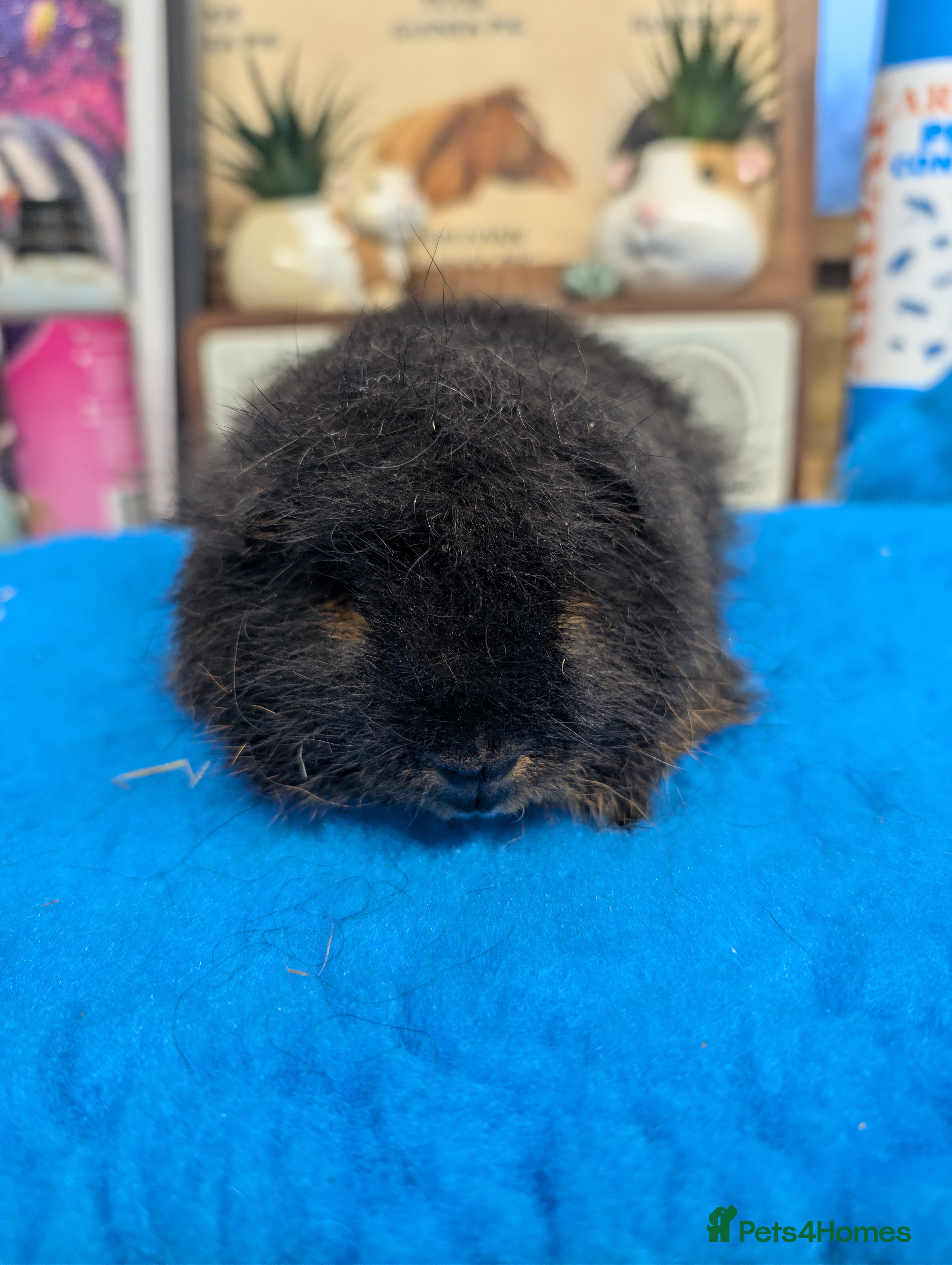 Guinea Pig rodents Proven Swiss Boar 9m - Advert 10