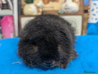 Guinea Pig rodents Proven Swiss Boar 9m - Advert 18