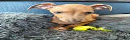 Italian Greyhound dogs for sale: 10 week old male Italian Greyhound - Advert 5