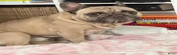French Bulldog dogs for sale: 5 year Old Frenchie Male - Rehome in Kingston upon Thames - Advert 2