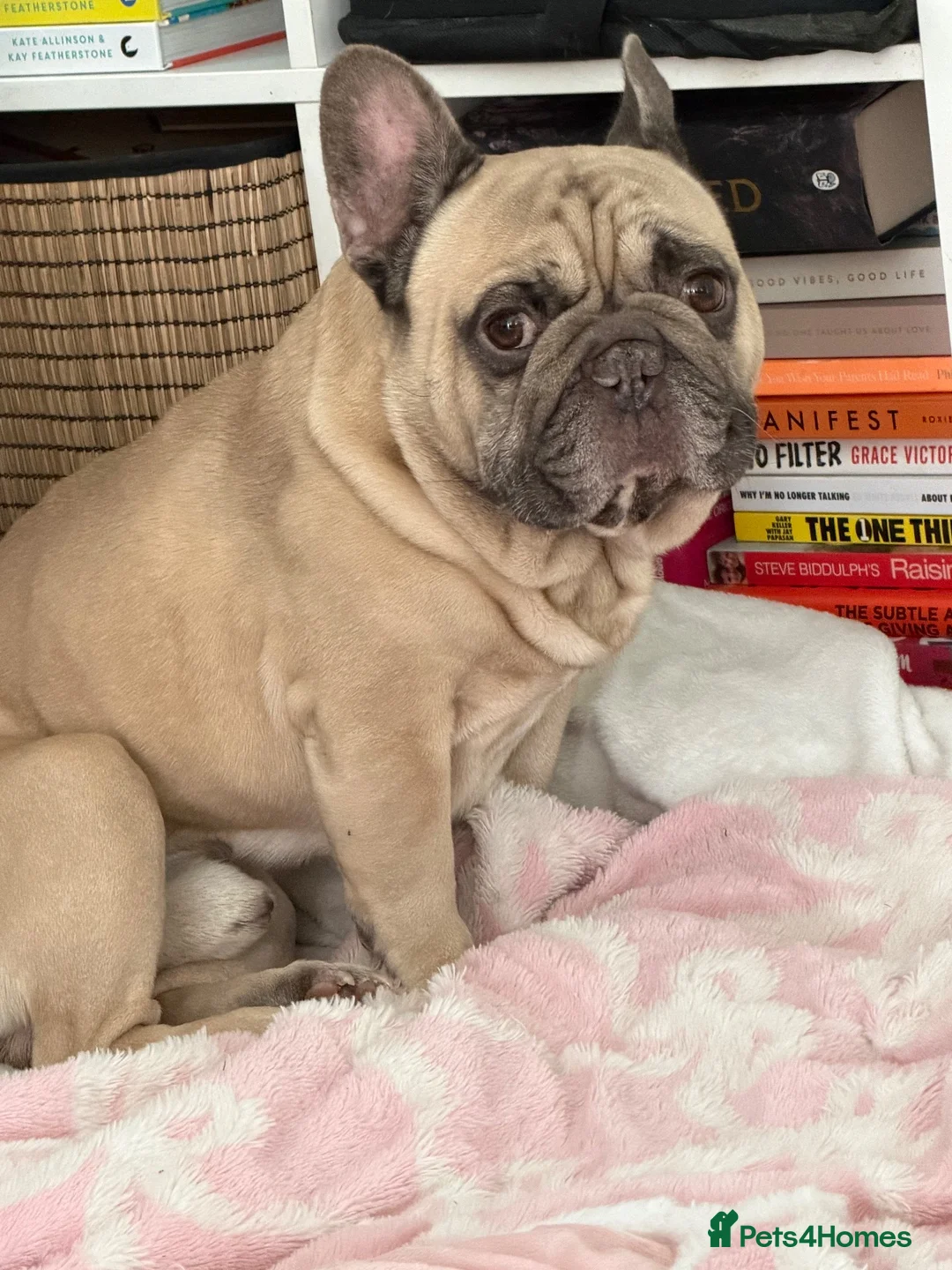 French Bulldog dogs for sale: 5 year Old Frenchie Male - Rehome in Kingston upon Thames - Advert 2