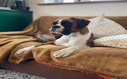 Boxer dogs for sale: 4 year old Boxer girls - Image 1