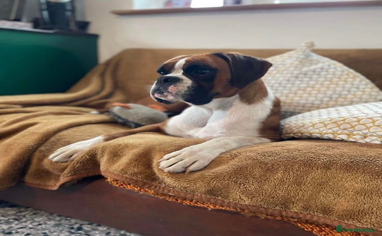 Boxer dogs - Advert 1