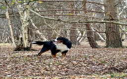 Bernese Mountain Dog dogs for stud: Bernese mountain dog (STUD) in Goole - Image 3
