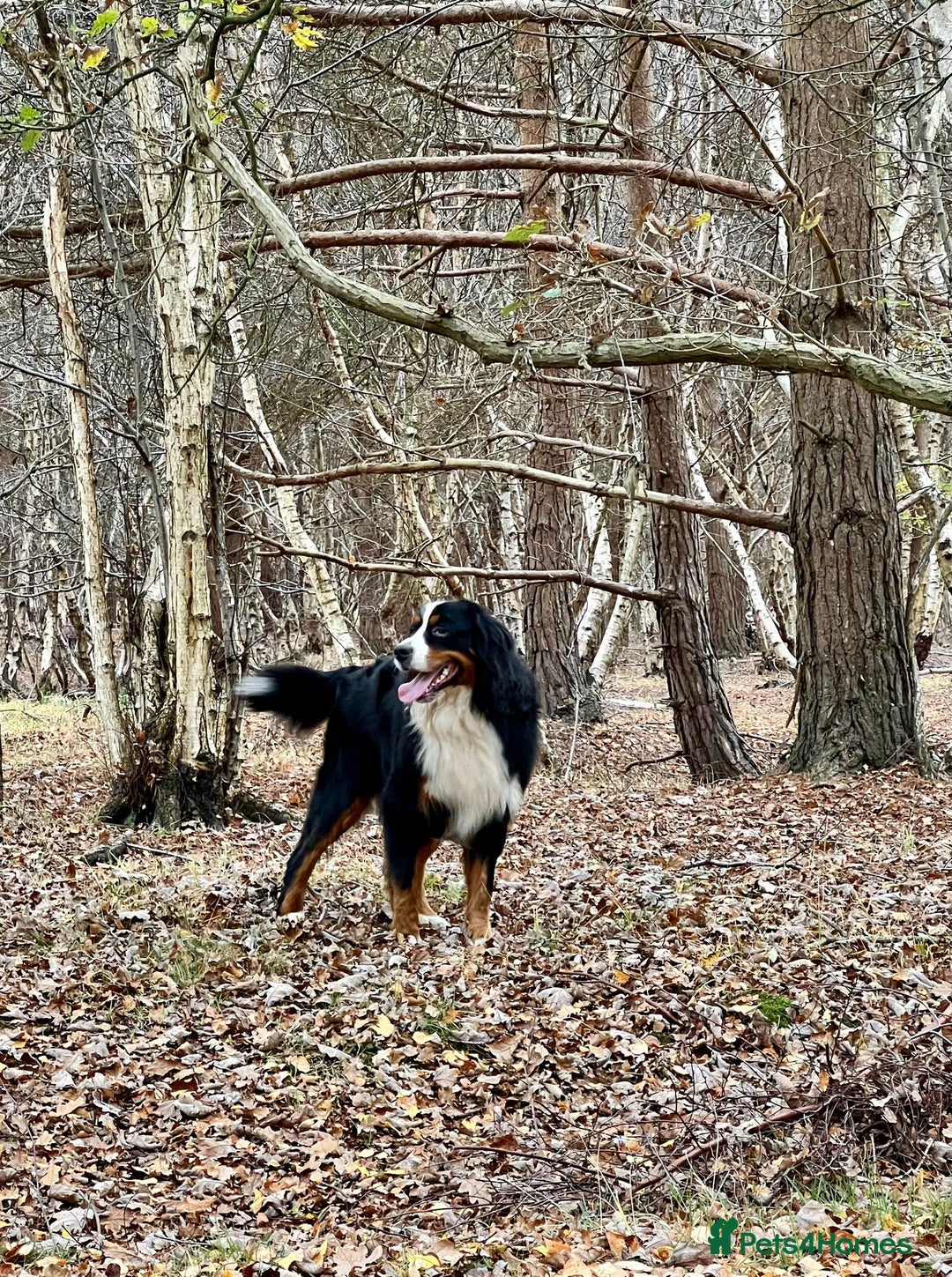 Bernese Mountain Dog dogs for stud: Bernese mountain dog (STUD) in Goole - Image 3