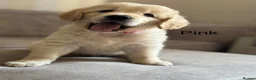 Golden Retriever dogs for sale: Health tested, KC reg Golden retriever puppies - Advert 15
