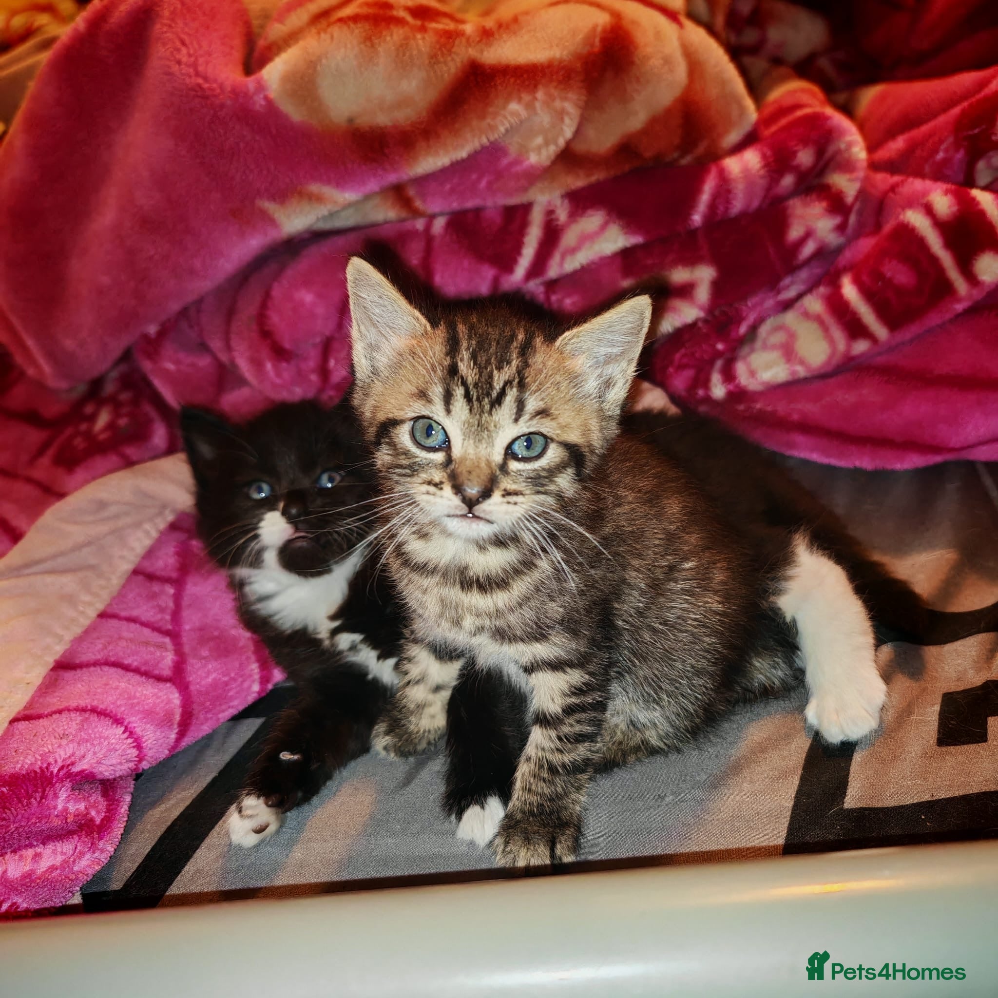 Mixed Breed cats 9 beautiful kittens for sale  - Advert 5
