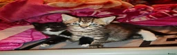 Mixed Breed cats for sale: 9 beautiful kittens for sale  - Advert 1