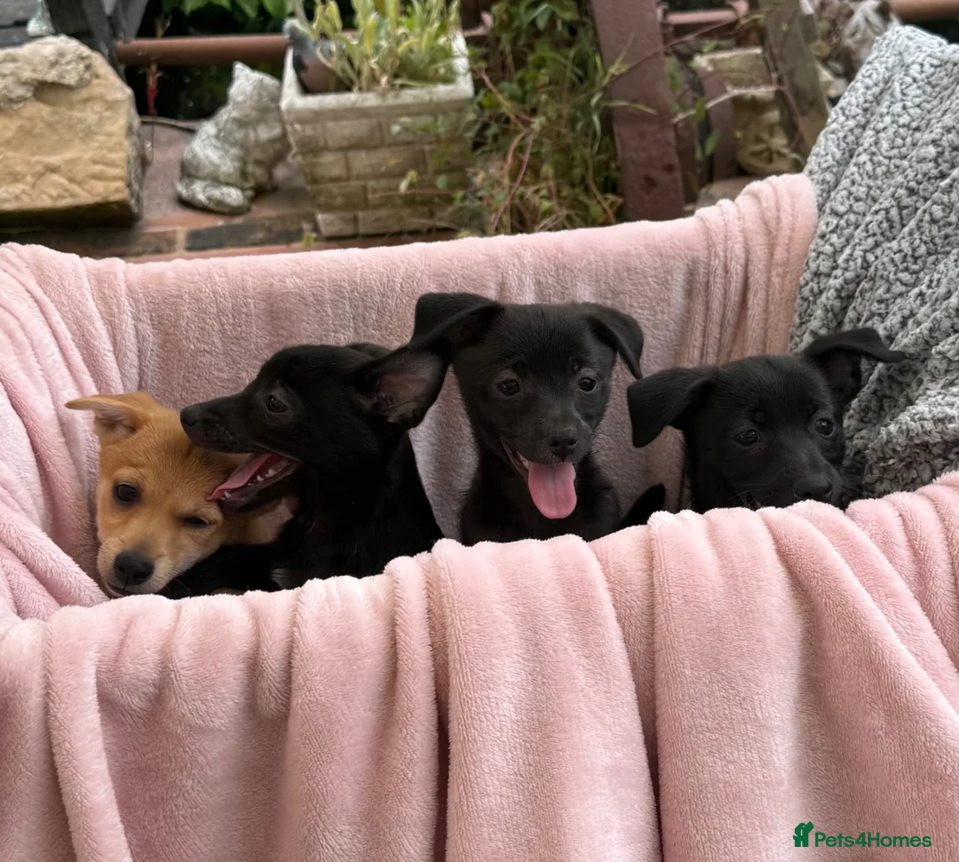 Mixed Breed dogs for sale: Jack x Pom puppies  in Bootle - Advert 1