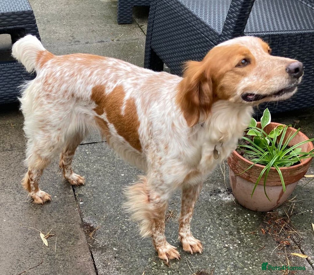 Brittany Spaniel dogs for adoption: Sweet, friendly, pretty Mildred in Surrey - Image 2