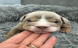 English Bulldog dogs for sale: English bulldog puppies  - Advert 30