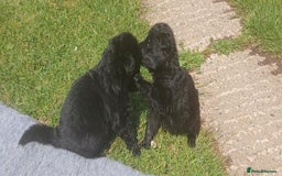 German Shepherd dogs for sale: Ready Now Beautiful Big Long Coated GSD Puppies - Image 13