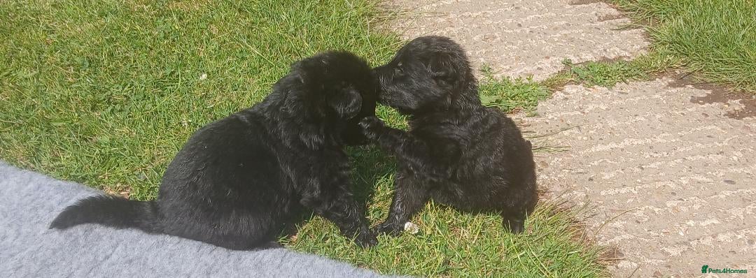 German Shepherd dogs for sale: Ready Now Beautiful Big Long Coated GSD Puppies - Image 13
