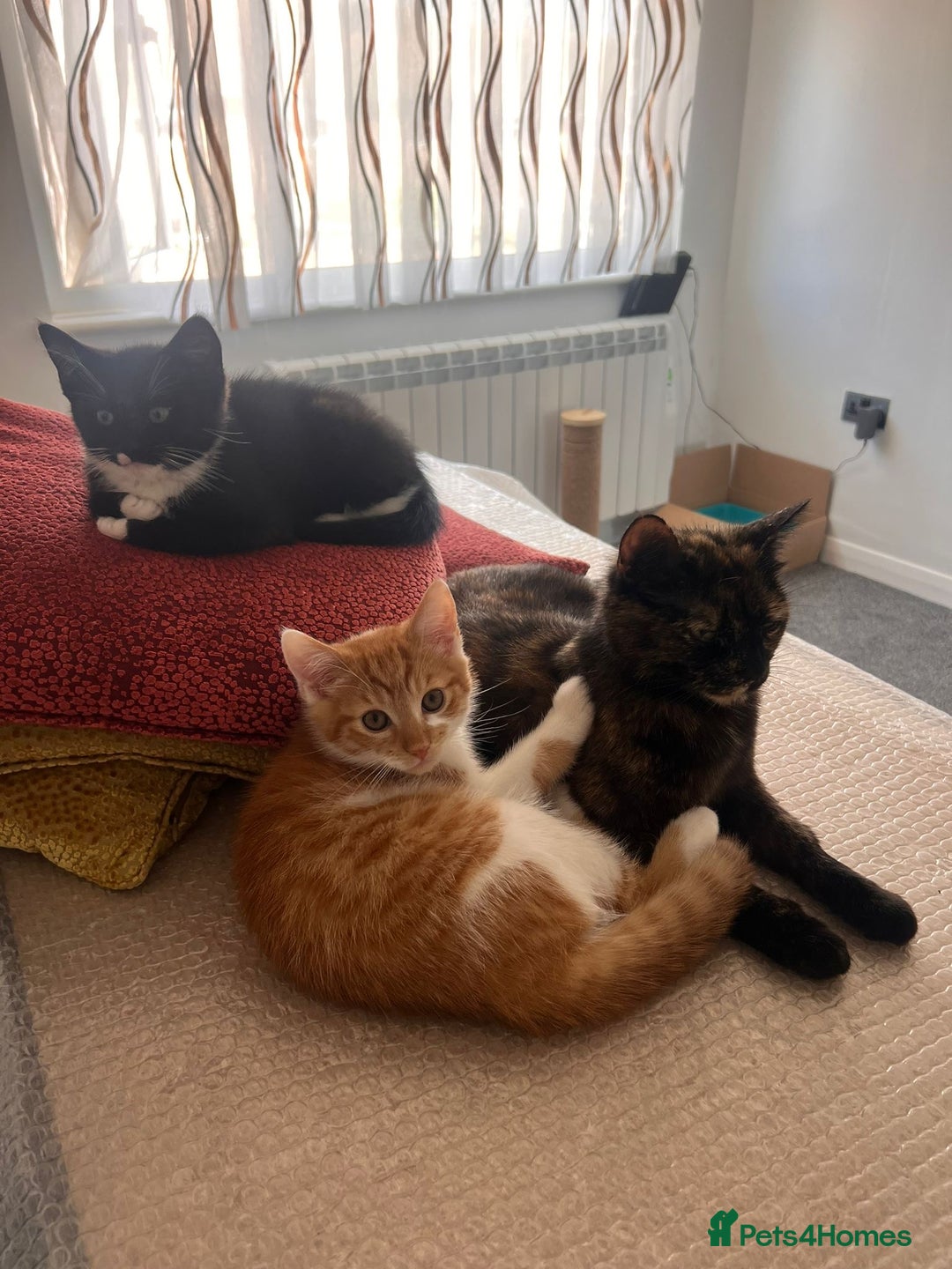 Domestic Shorthair cats for sale: Beautiful ginger and white Kitten  - Image 4