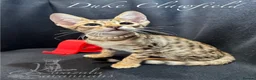 Savannah cats for sale: 2 and 3 months old. Tica Regist. Savannahs - Advert 28