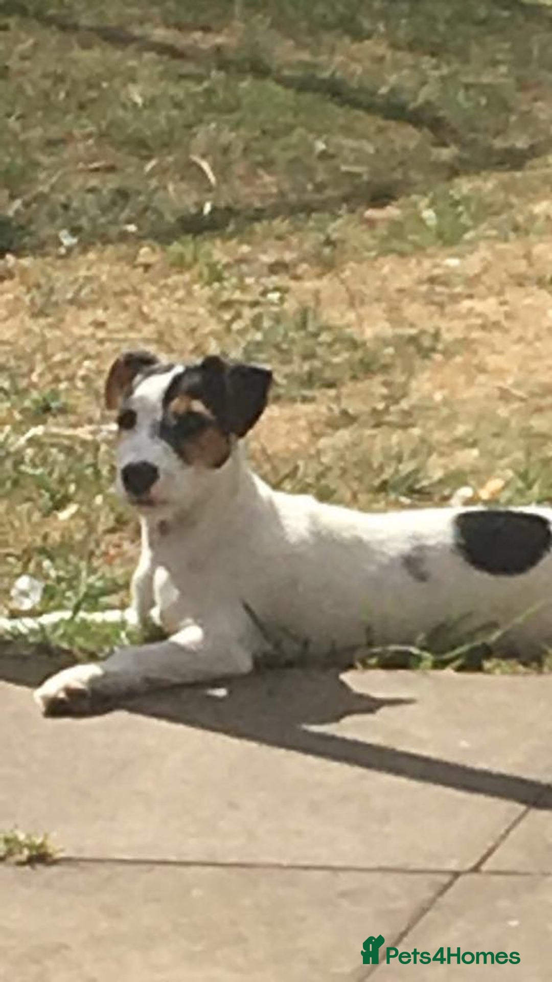 Jack Russell dogs for sale: Two Jack Russell’s can be separated  - Advert 2