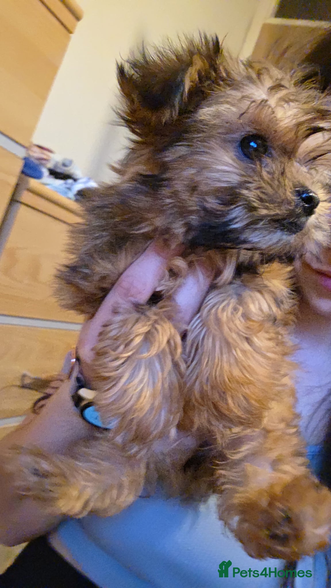 Yorkshire Terrier dogs for sale: Yorkshire terrier  - Advert 2