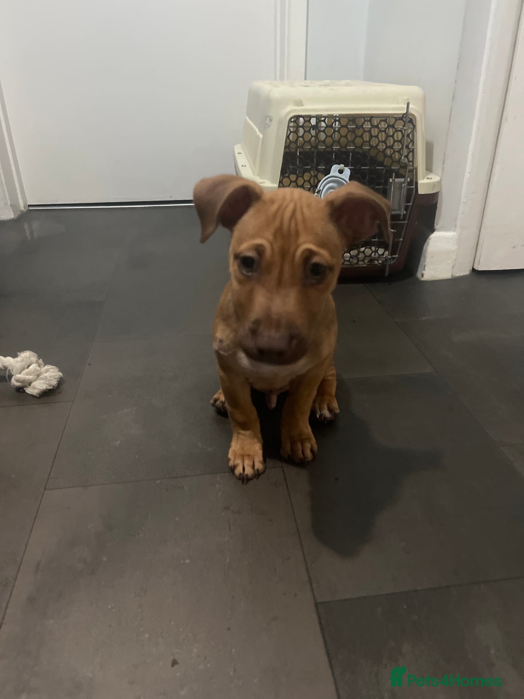 Mixed Breed dogs for sale: Mixed breed puppy - Image 1