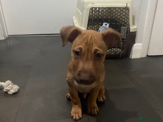 Mixed Breed dogs - Advert 30