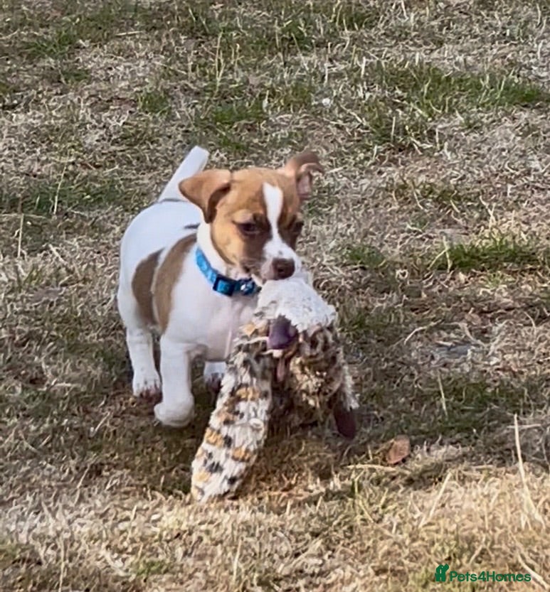 Jack Russell dogs Adorable mini Jack Russell babies  - Advert 2