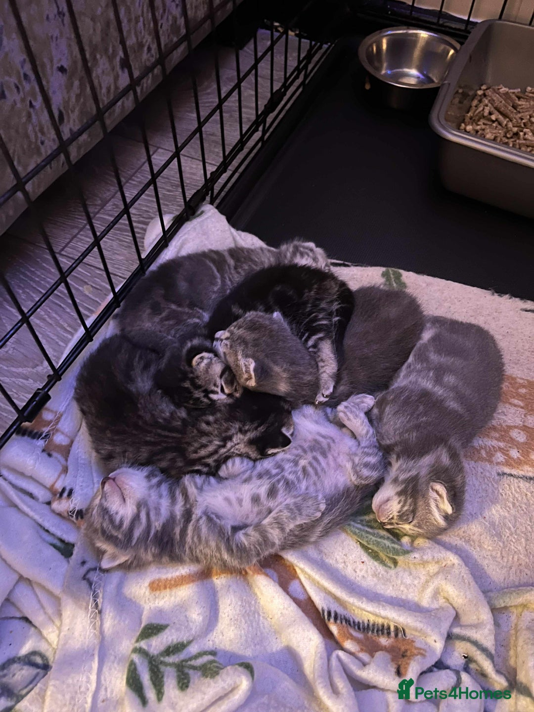 Domestic Shorthair cats for sale: Beautiful kittens  - Image 1