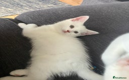 Scottish Fold cats for sale: Scottish fold & Khao Manee mix sisters - Image 24