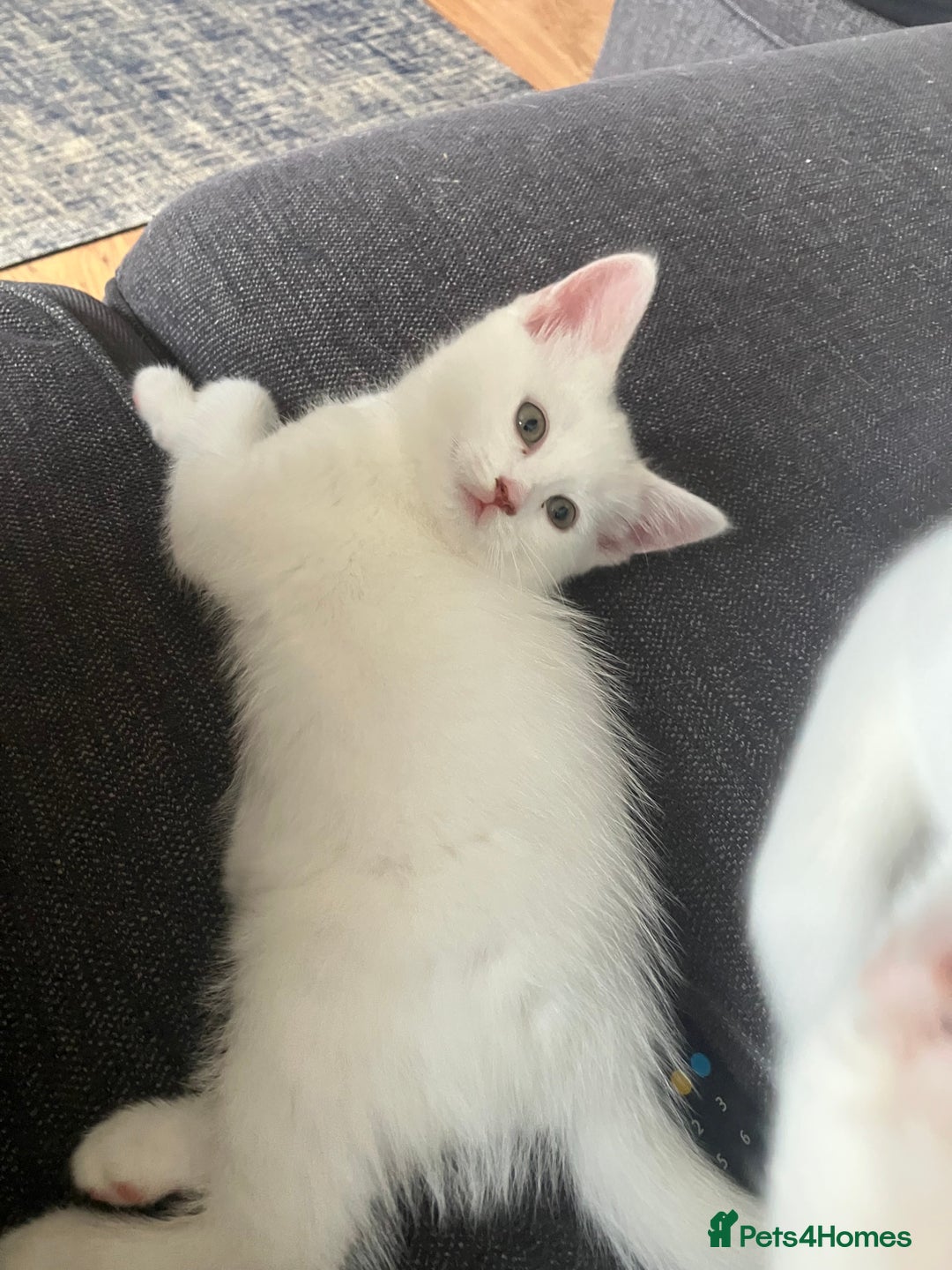 Scottish Fold cats for sale: Scottish fold & Khao Manee mix sisters - Image 24