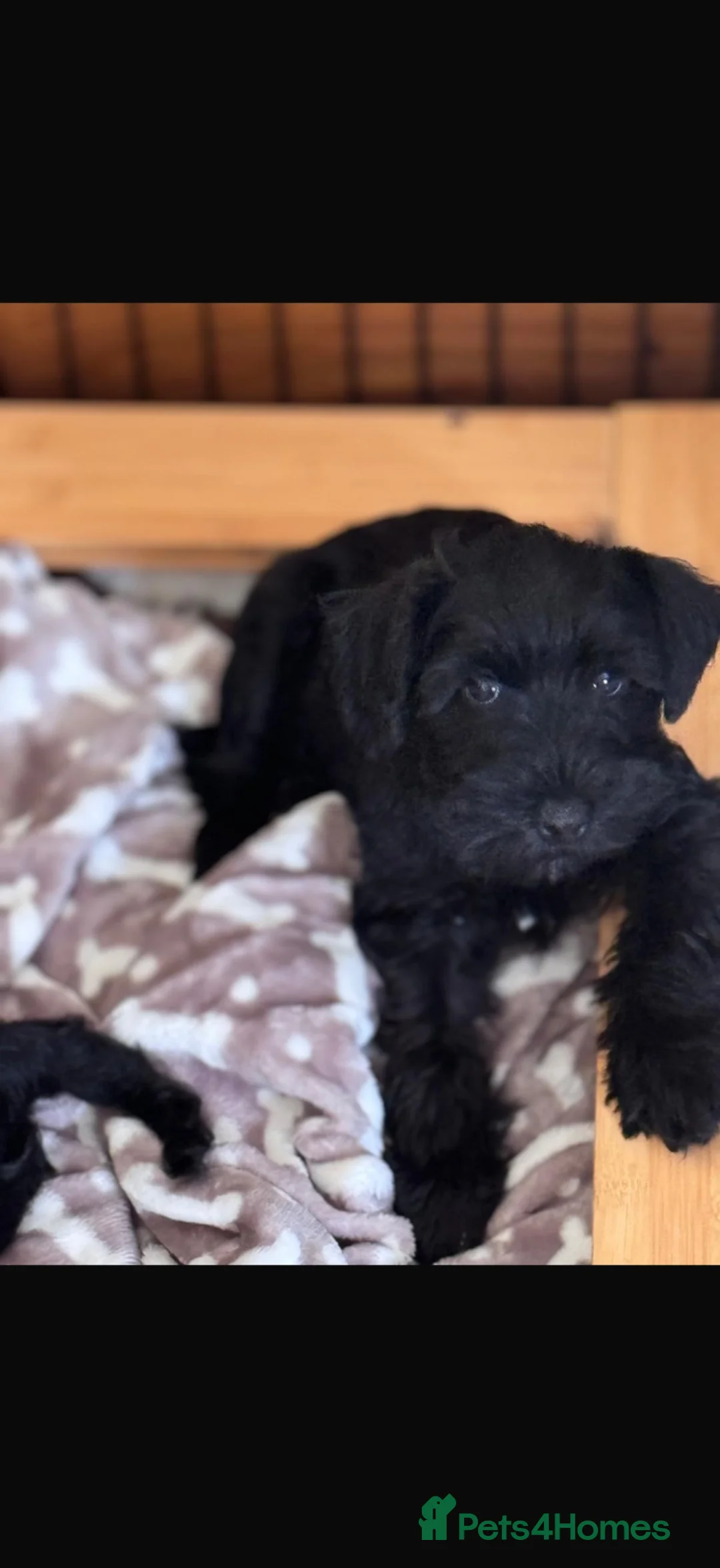 Miniature Schnauzer dogs for sale: All black mini schnauzer  - Advert 1