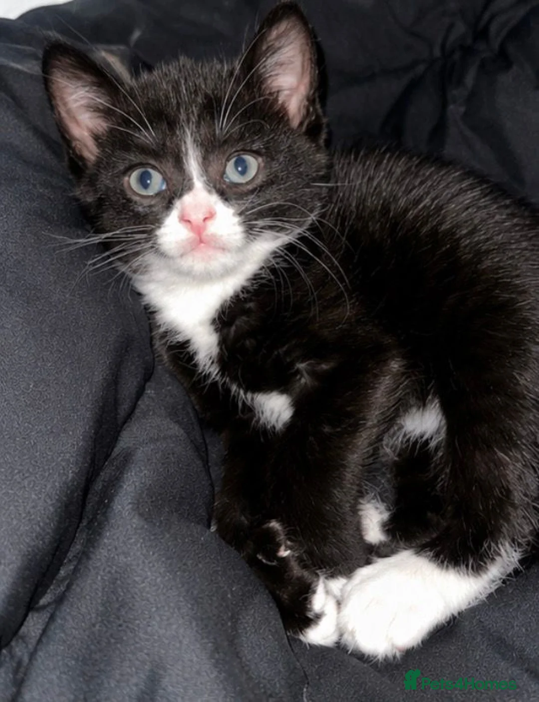 Mixed Breed cats for sale: Beautiful kitten bengal cross  - Advert 2