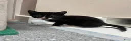 Domestic Shorthair cats for sale: Three black and White kittens - Advert 5