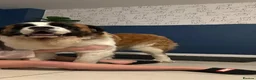 Saint Bernard dogs for sale: Bruno 18month Saint Bernard  in Chesterfield - Advert 12