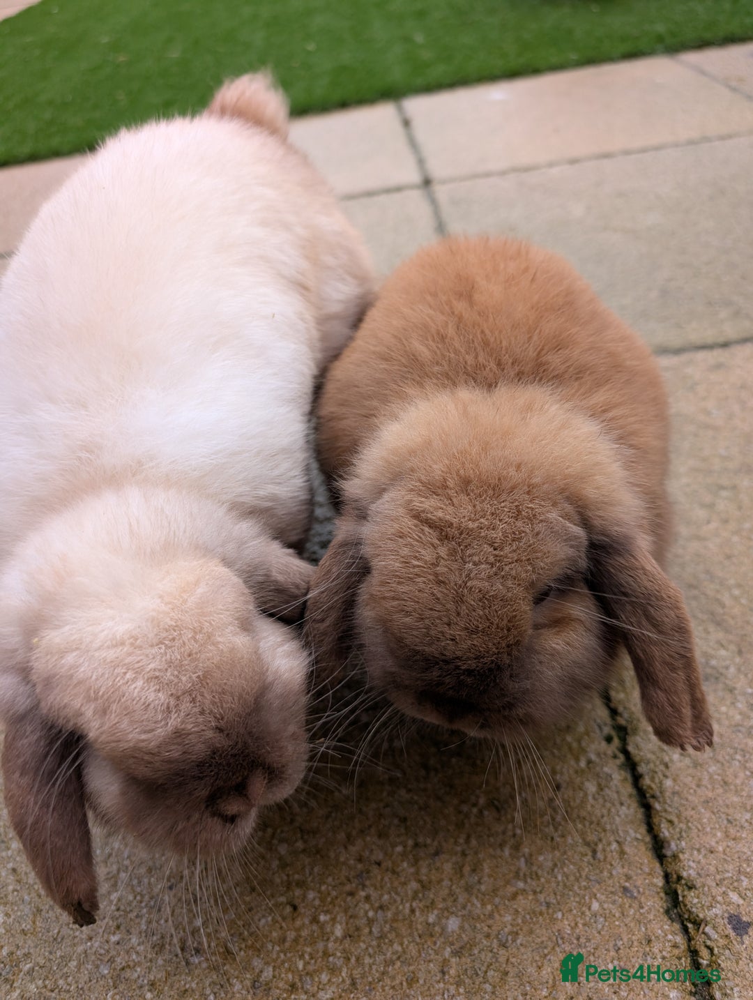 Mini Lop rabbits for sale: Bonded Pair of Mini Lop Males – 9 Months Old - Advert 1