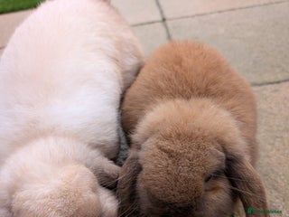 Mini Lop rabbits Bonded Pair of Mini Lop Males – 9 Months Old - Advert 1