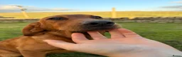 Labrador Retriever dogs for sale: Ready now Labrador puppies  - Advert 9