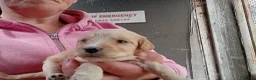 Cockapoo dogs for sale: Cockapoo pups  - Advert 7