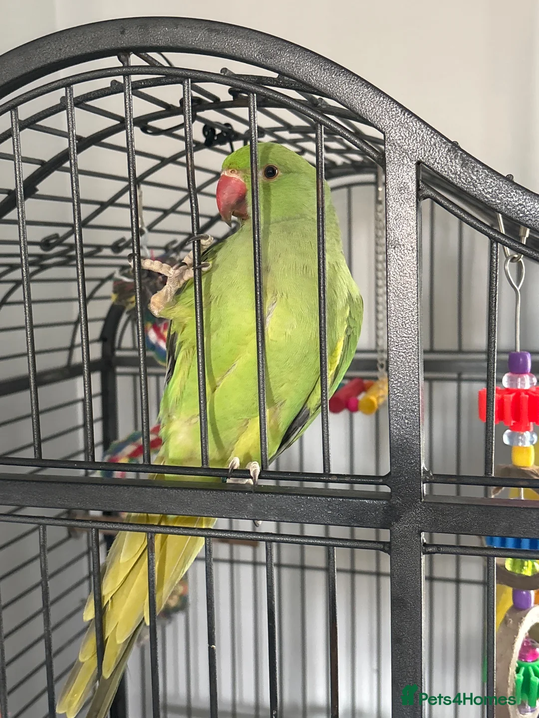 Ringnecks birds for sale: Male baby ring neck  in Tredegar - Advert 2