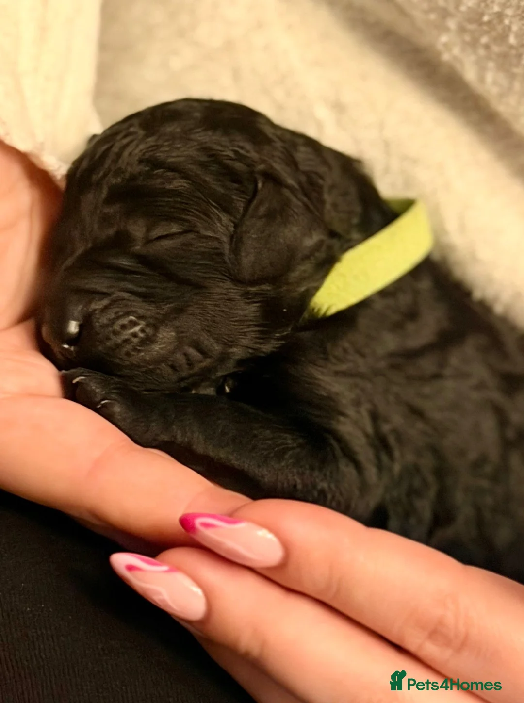 Standard Poodle dogs for sale: Reduced price£1800 Wonderful standard poodle pup’s - Advert 14