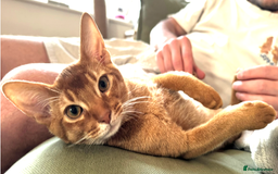 Abyssinian cats for sale: Sorrel Abyssinian, GCCF Reg, Champion Line - Image 14