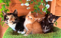Domestic Shorthair cats for sale: GORGEOUS SHORT HAIRED FAMILY KITTENS  - Image 4