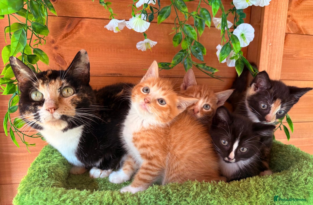 Domestic Shorthair cats for sale: GORGEOUS SHORT HAIRED FAMILY KITTENS  - Image 4