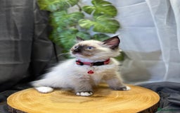 Ragdoll cats for sale: 💎 Purebred Ragdoll kittens-Champion Bloodlines 💎 - Image 22