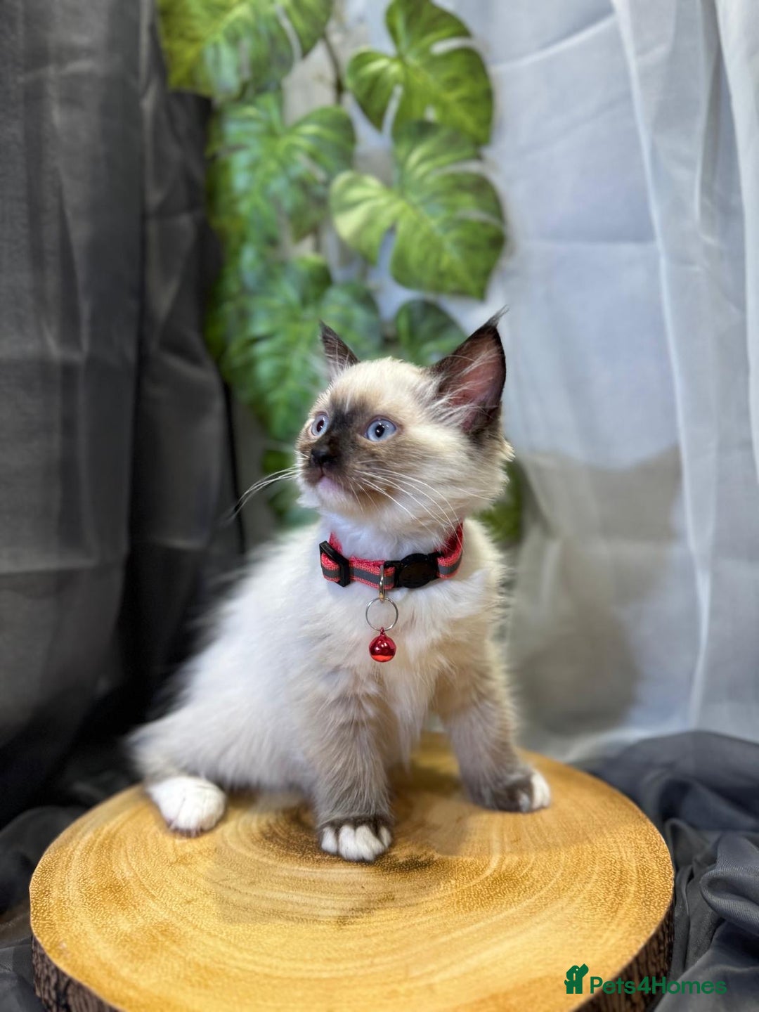 Ragdoll cats for sale: 💎 Purebred Ragdoll kittens-Champion Bloodlines 💎 - Image 22