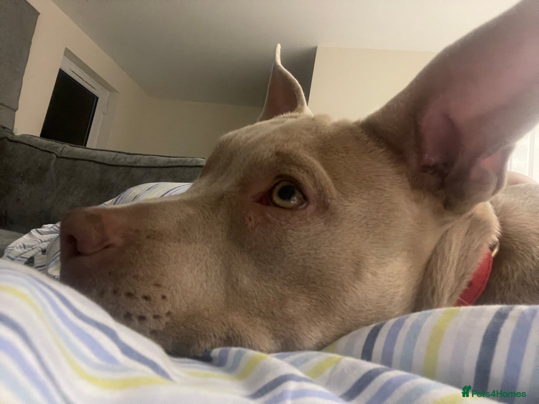 American Bully dogs for sale: Nova - Beautiful 1-Year-Old American Pocket Bully - Advert 6