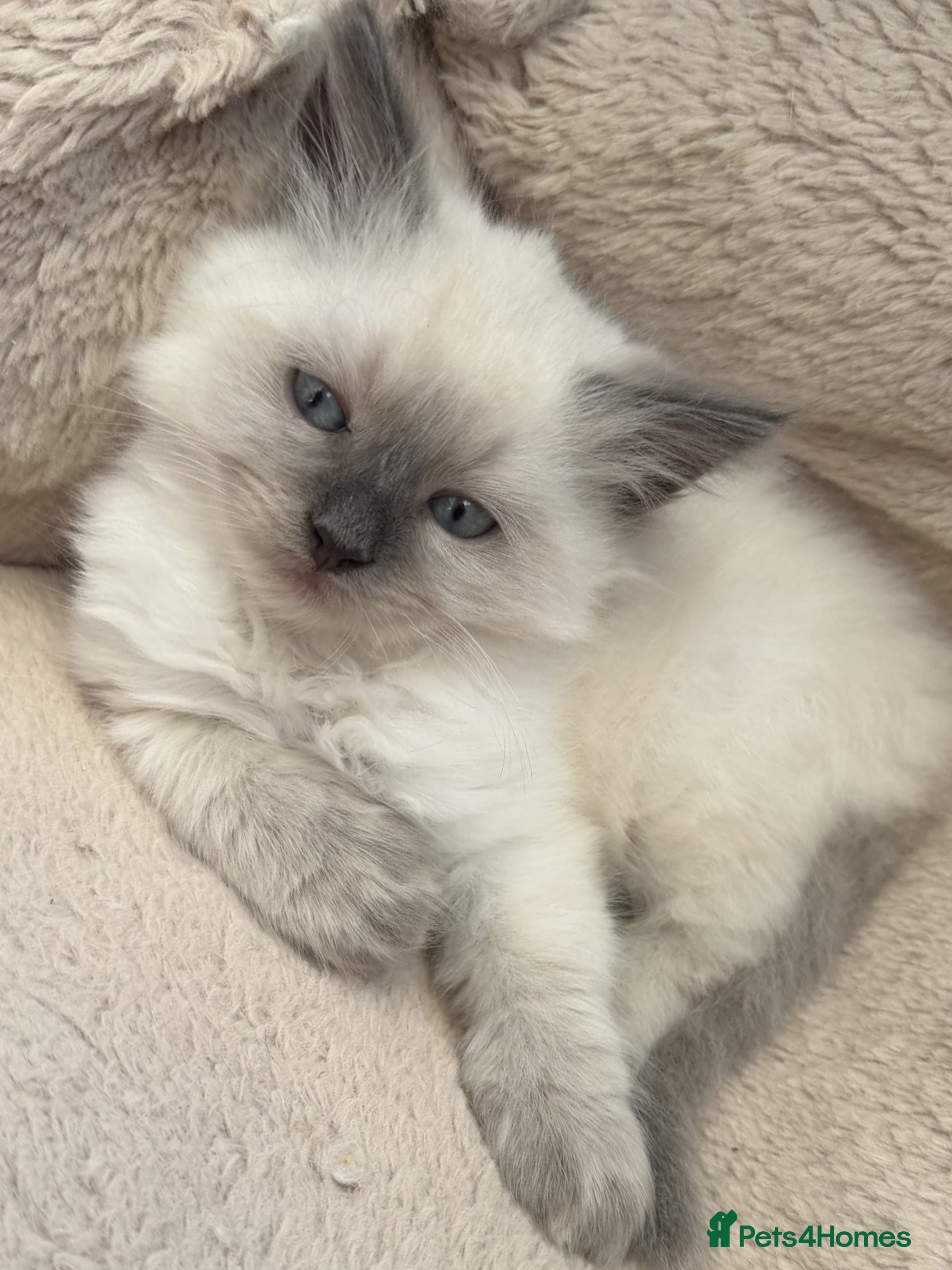 Siberian cats *Ready To Leave!* Siberian Neva Masquerade Kittens - Advert 2
