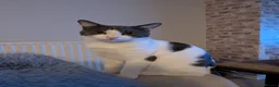 Domestic Shorthair cats for sale: My baby's  - Advert 2