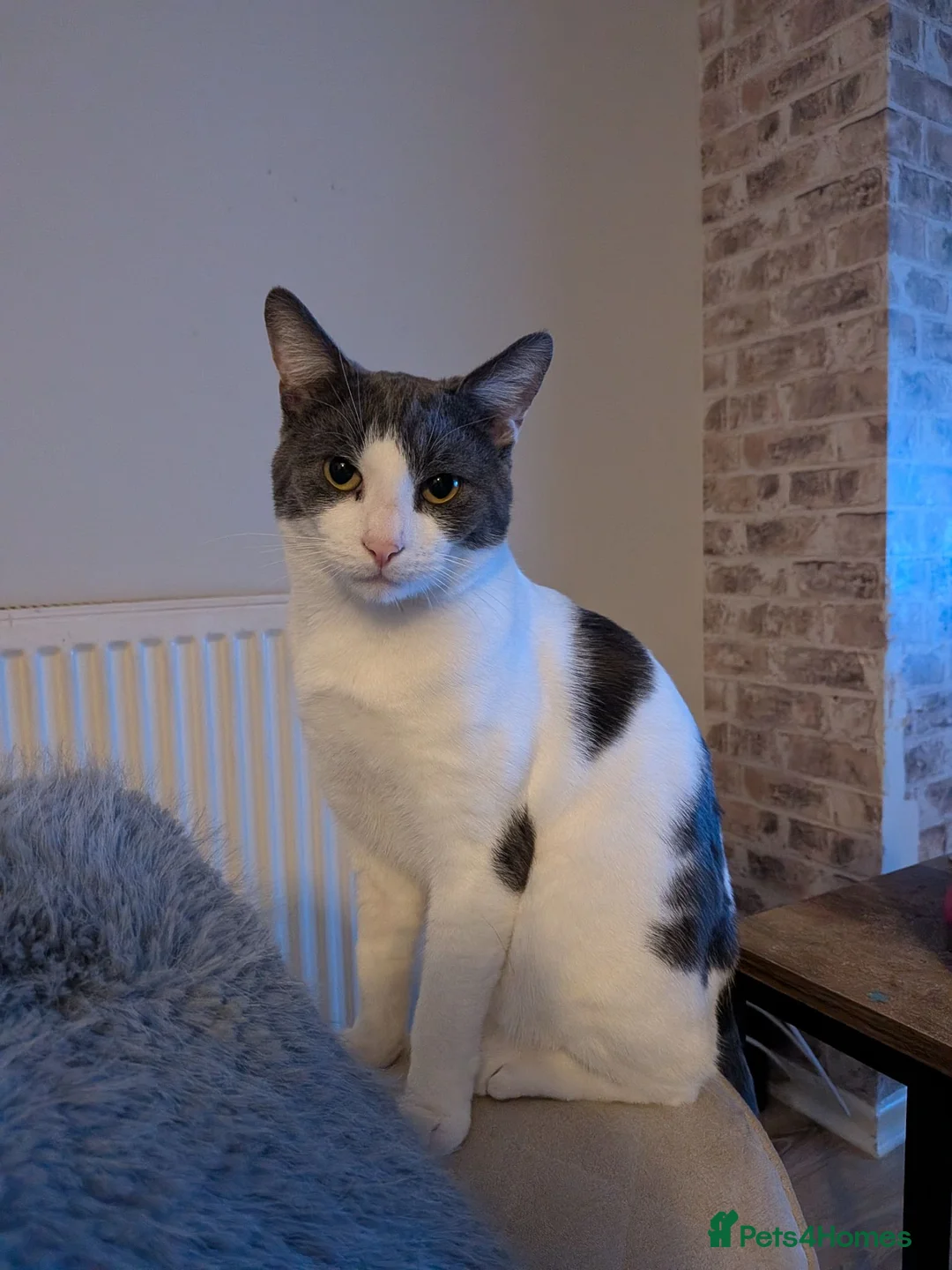 Domestic Shorthair cats for sale: My baby's  - Advert 2