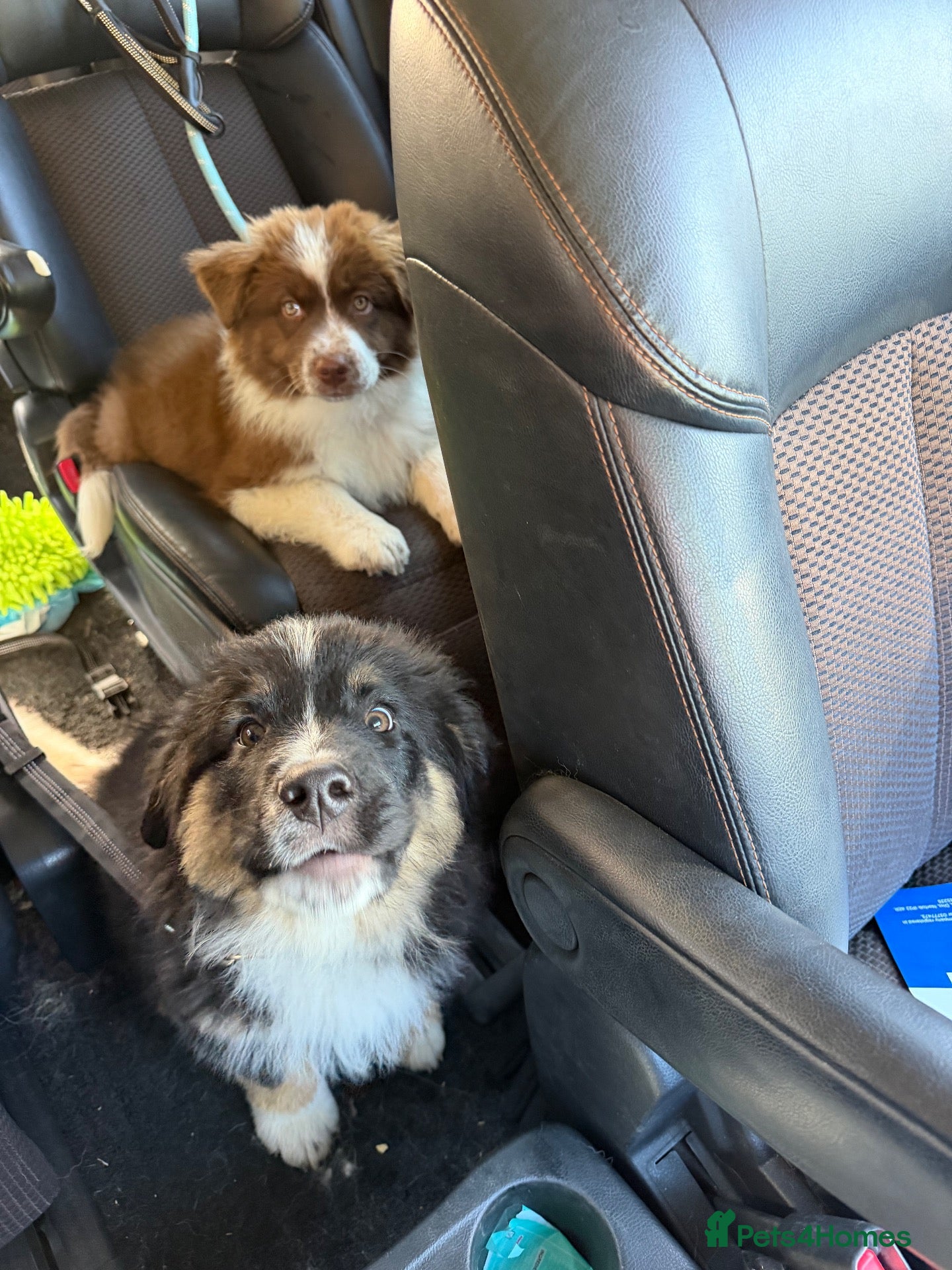 Mixed Breed dogs Fully vaccinated  Samoyed / Australian Shepard  - Advert 4