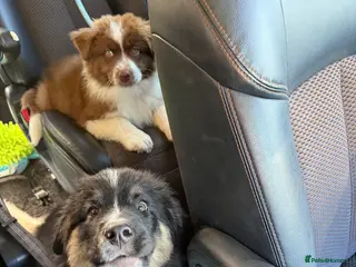 Mixed Breed dogs Fully vaccinated Samoyed / Australian Shepard - Advert 4